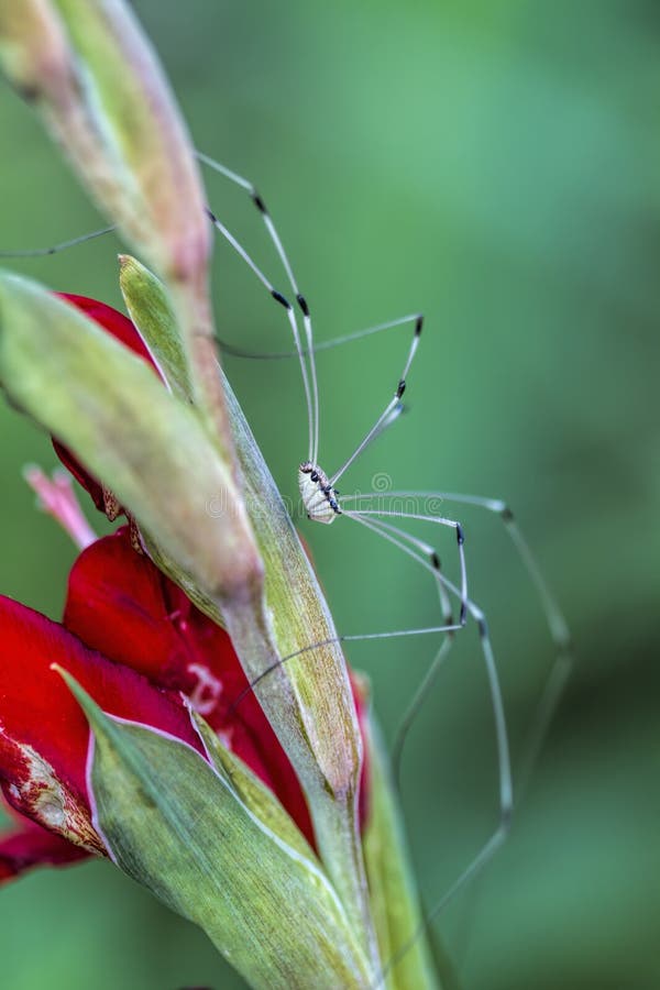 Long legs hi-res stock photography and images - Alamy