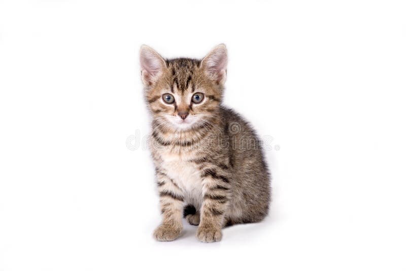 Striped kitten lying down