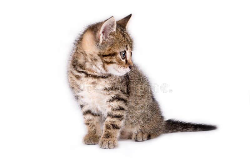 Striped kitten lying down