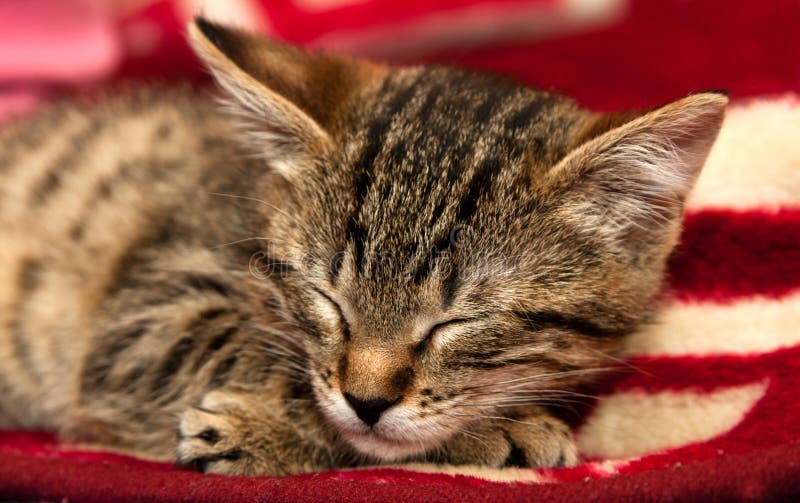 Striped kitten sleeps