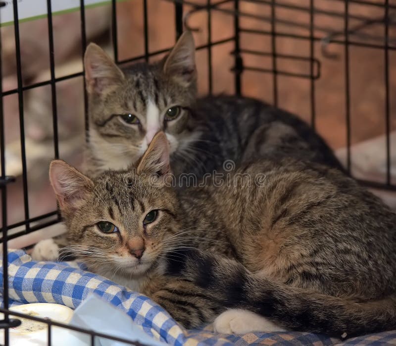 Striped Kittens in a Cage in a Shelter Stock Photo Image of eyes