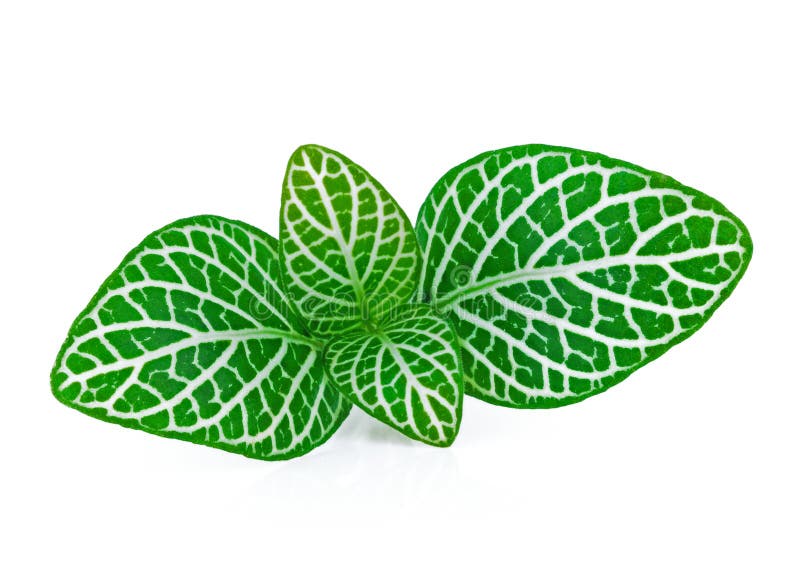 Striped leaf ornamental plants istolate on white background