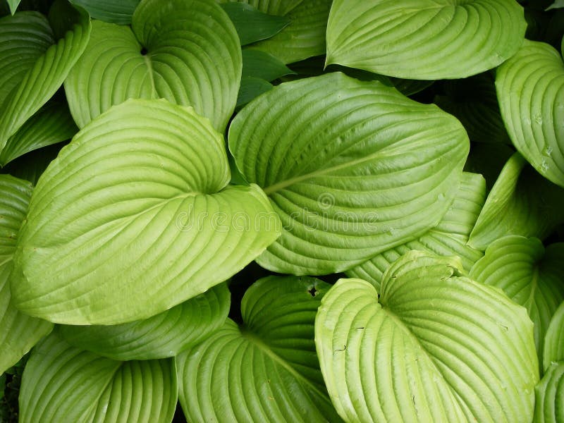 Big ridged striped leafs, nice texture