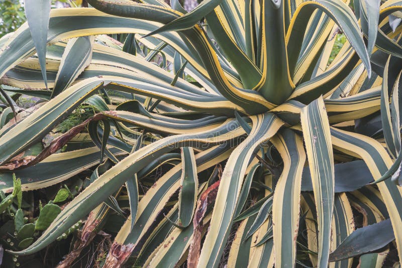 Green succulent plant with striped leafs. Green succulent plant with striped leafs