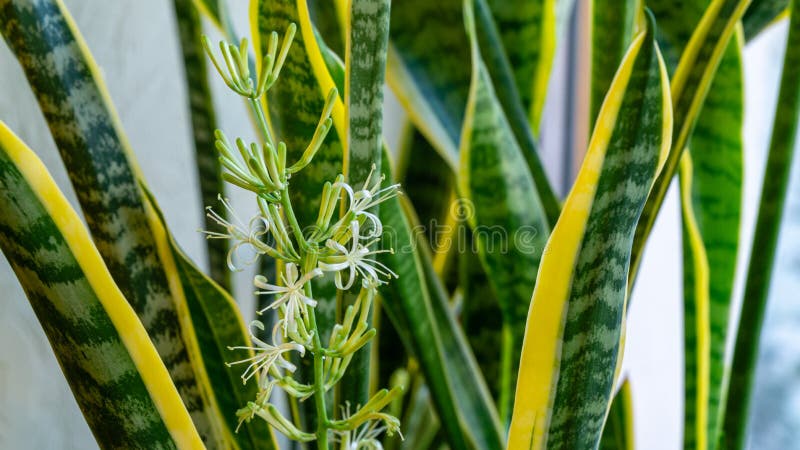 Striped Leaves and Flower of Sansevieria Trifasciata Laurentii Variegated Tropical Green Leaves 