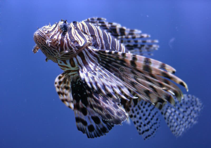 Lionfish in water