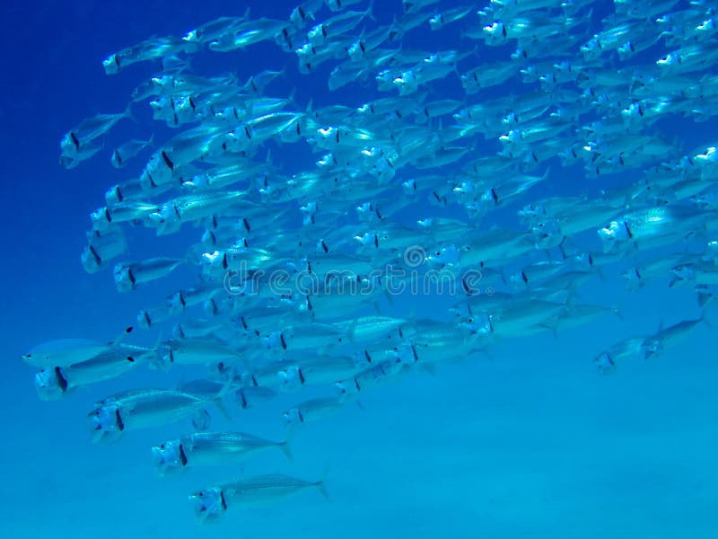Striped Mackerel stock photo. Image of fish, floating 3424472