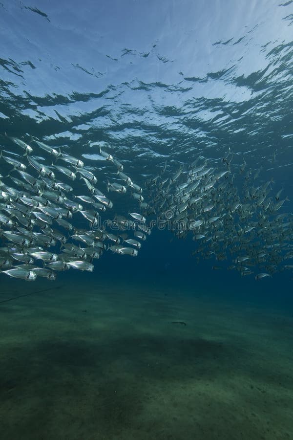 Striped mackerel and ocean stock image. Image of explore 12872593