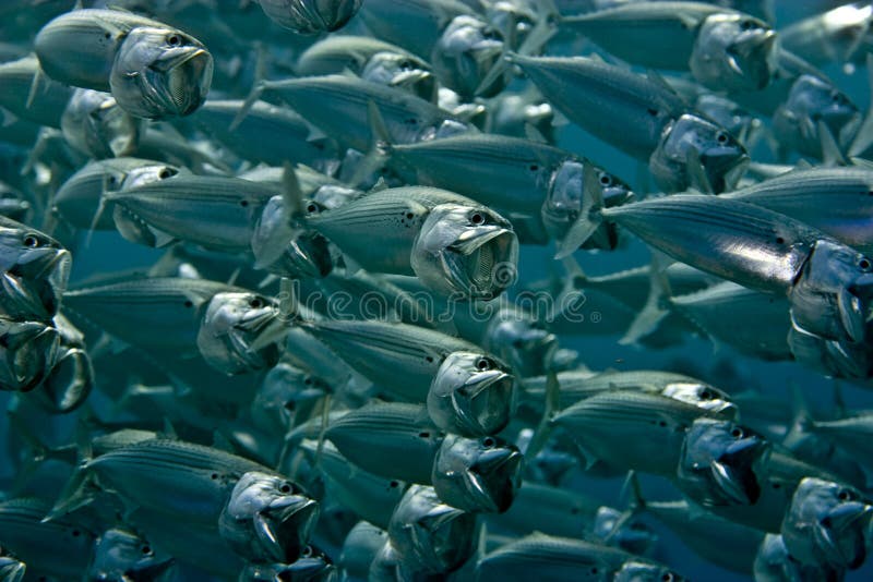 Striped mackerel (rastrelliger kanagurta)