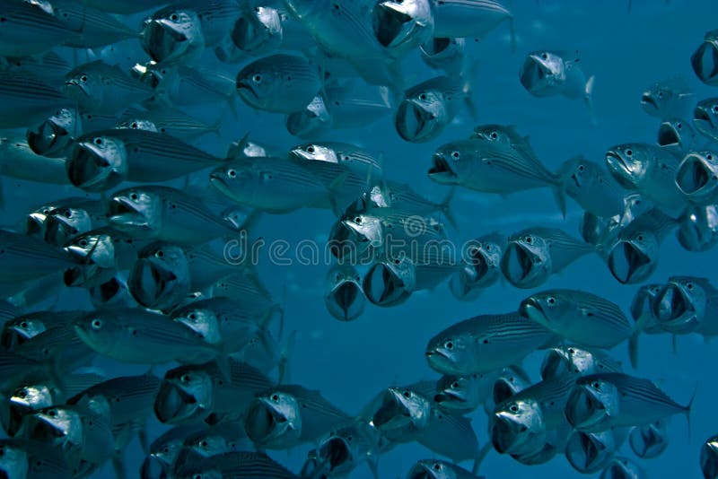 Striped mackerel (rastrelliger kanagurta)