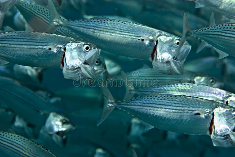 Striped mackerel (rastrelliger kanagurta)