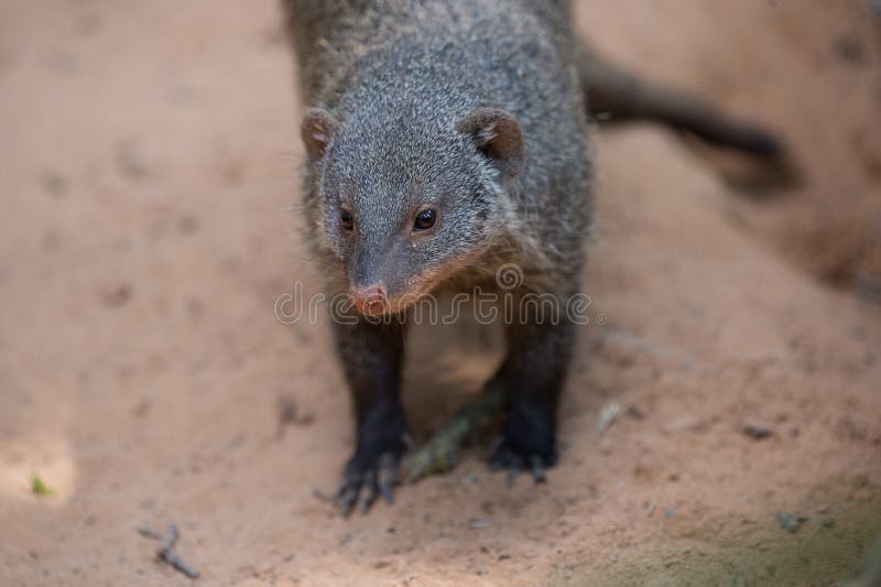 Striped Mongoose Alone in Closeup in Summer in Color on Sand Stock Image - Image of captivity, close: 121594103 Striped Mongoose Alone in Closeup in Summer in Color on Sand Stock Image - Image of captivity, close: 121594103