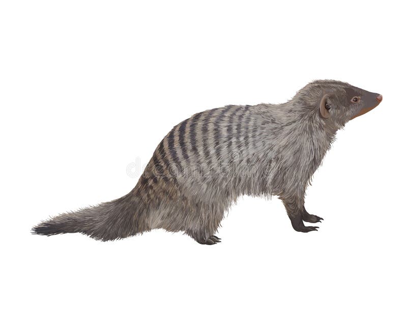 Striped mongoose. Realistic detailed illustration