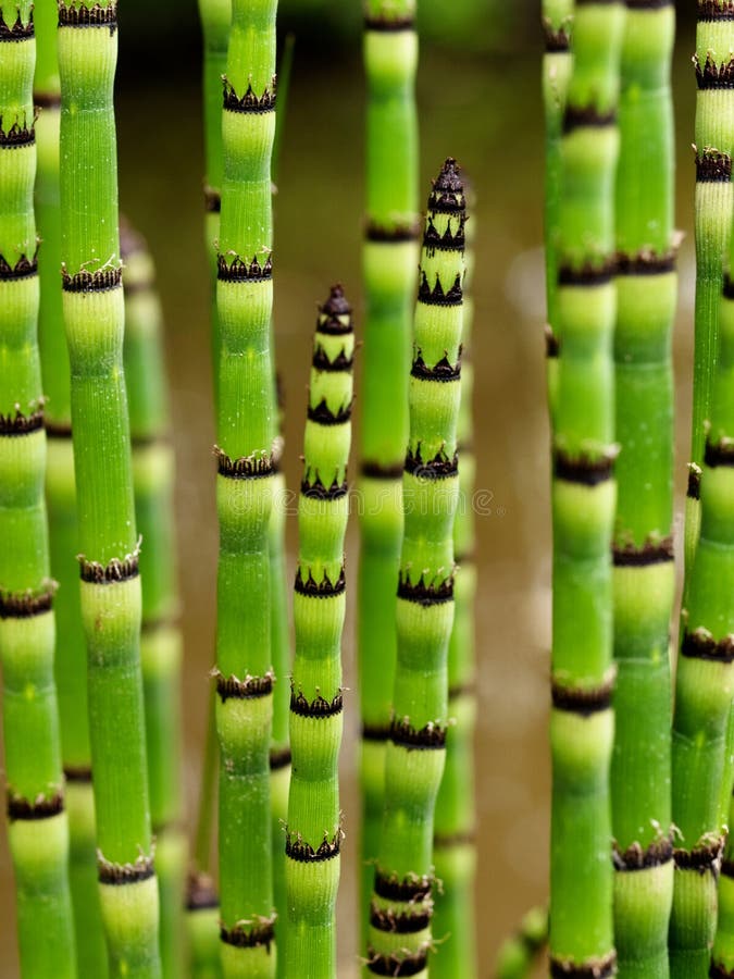 Striped plant stems stock photo. Image of green, outdoors 11398730