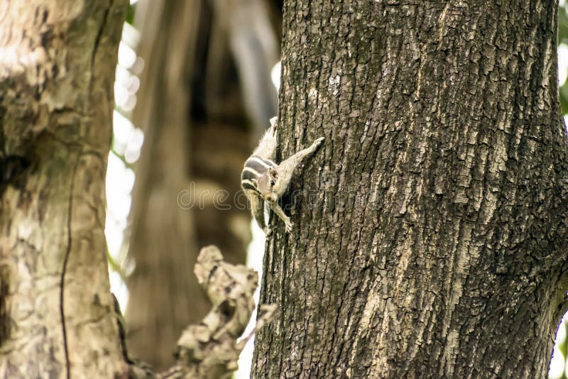 A striped rodents marmots chipmunks squirrel Sciuridae arboreal species of flying squirrels family spotted on a tree trunk on hunting mood. Animal behavior themes. Animals in the wild background