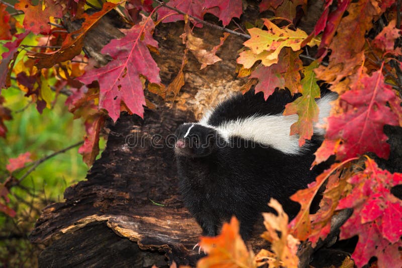 Striped Skunk (Mephitis mephitis) in Autumn Leaves - captive animal. Log animal stock images, royalty-free photos and pictures