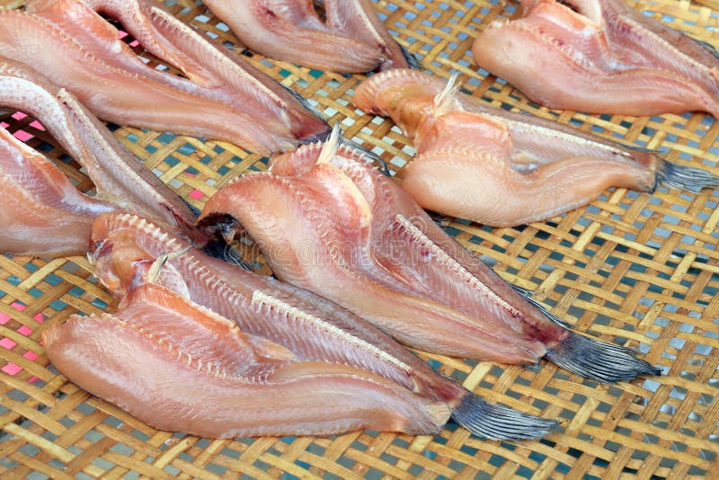 Striped snakehead fish on bamboo threshing basket in air sun for dried, dry striped snakehead fish sun dried, striped snakehead