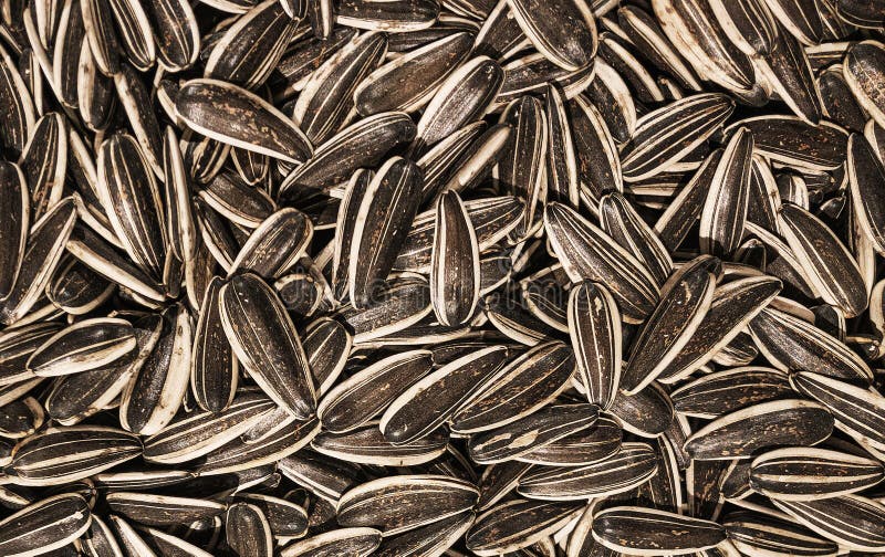 Striped Sunflower Seeds Isolated on White Background with Clipping Path