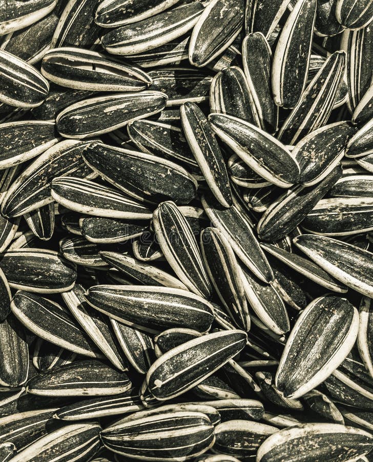 177 Bulk Sunflower Seeds Stock Photos Free & RoyaltyFree Stock
