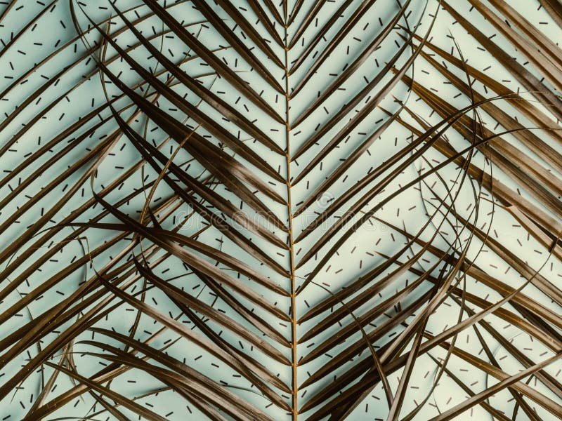 Striped of tropical palm leaf, Vintage tone, Natural pattern royalty free stock image Striped of tropical palm leaf, Vintage tone, Natural pattern royalty free stock image