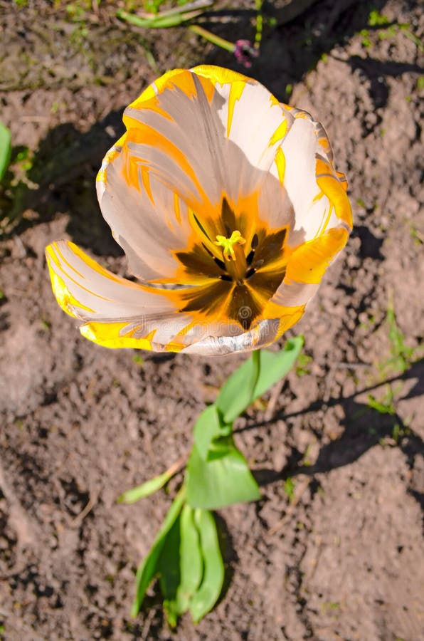 Striped yellow gray tulip on the background of the earth royalty free stock images Striped yellow gray tulip on the background of the earth royalty free stock images