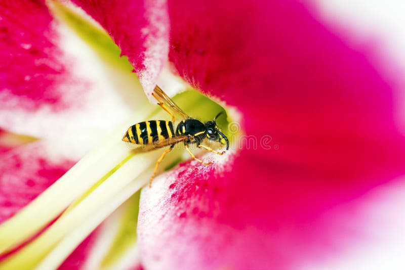 Striped yellow wasp. stock photo. Image of plant, away 27314468
