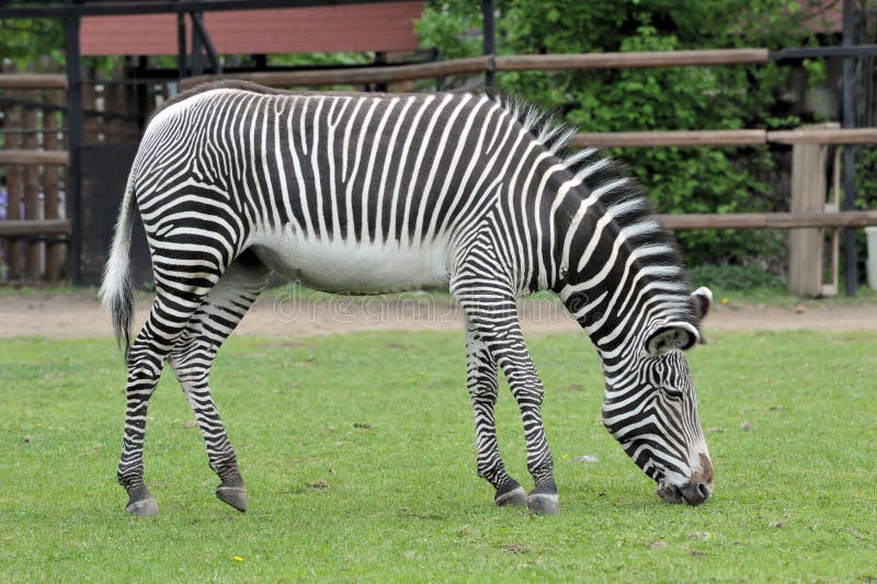 Zebra eats foliage stock photo. Image of line, beautiful - 176305256