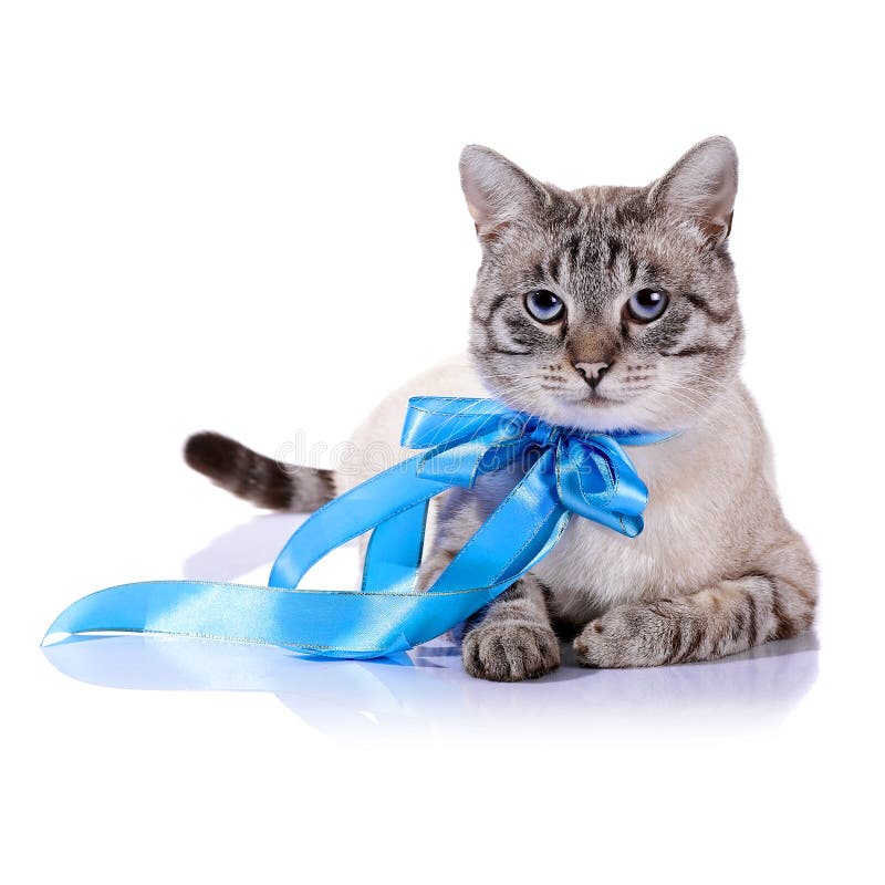 Striped голубоглазый кот с голубым смычком стоковая фотография