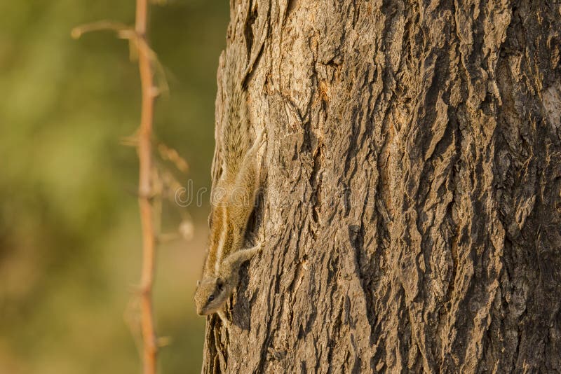 5-Striped камуфлирование дерева белки ладони стоковые фотографии rf