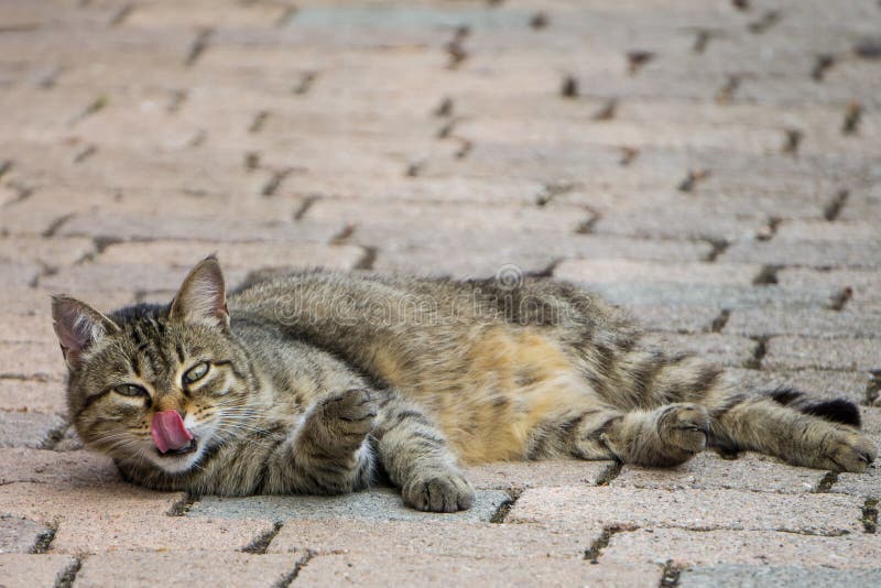 Striped кот лижет лежать вниз на мостовой улицы стоковая фотография rf Striped кот лижет лежать вниз на мостовой улицы стоковая фотография rf
