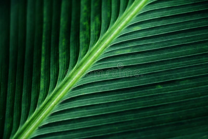 Striped текстура зеленых лист ладони, конспекта лист банана стоковое изображение Striped текстура зеленых лист ладони, конспекта лист банана стоковое изображение