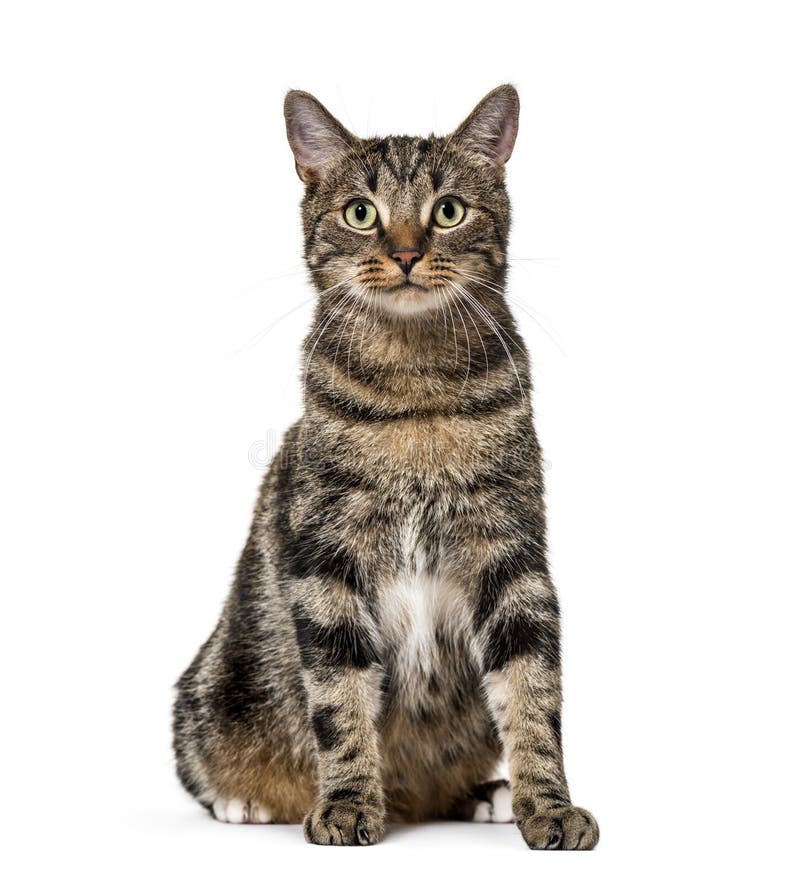 Striped mixed-breed cat sitting, isolated on white, (2 years old). Striped mixed-breed cat sitting, isolated on white, (2 years old)