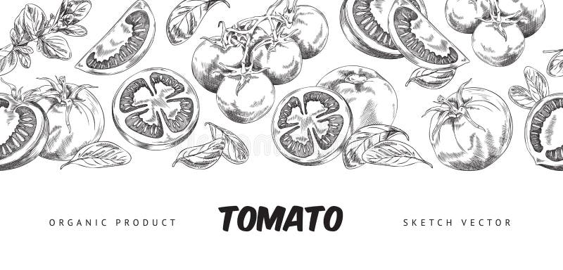 Striscione orizzontale con pomodori e foglie disegnati a mano illustrazione vettoriale