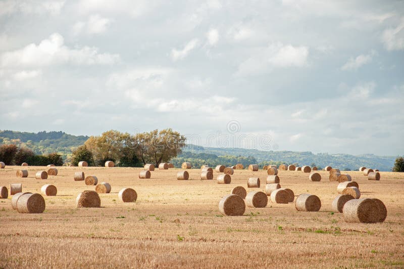 Strobalen in oogsttijd in het Engelse platteland stock foto's Strobalen in oogsttijd in het Engelse platteland stock foto's