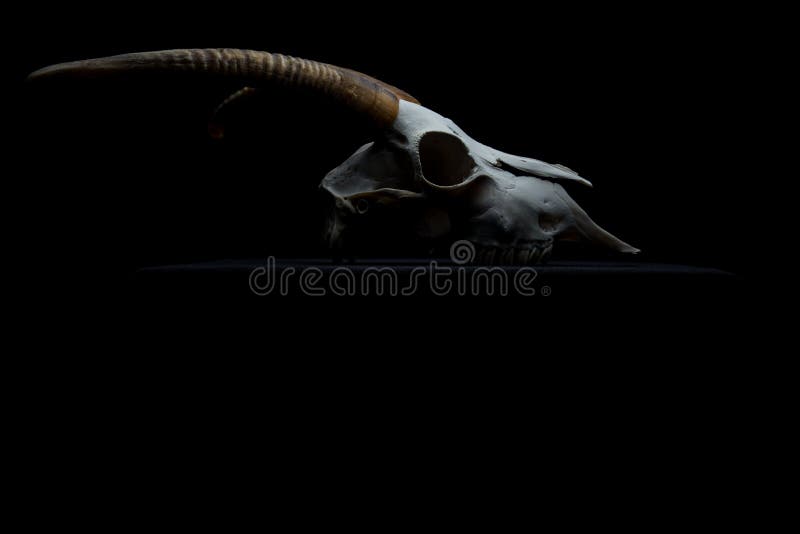 972 Goat Skull Stock Photos - Free & Royalty-Free Stock Photos from Dreamstime 972 Goat Skull Stock Photos - Free & Royalty-Free Stock Photos from Dreamstime