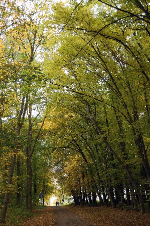 Stroller in the fall forest at rain