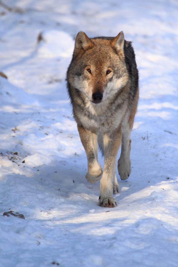 Strolling gray wolf