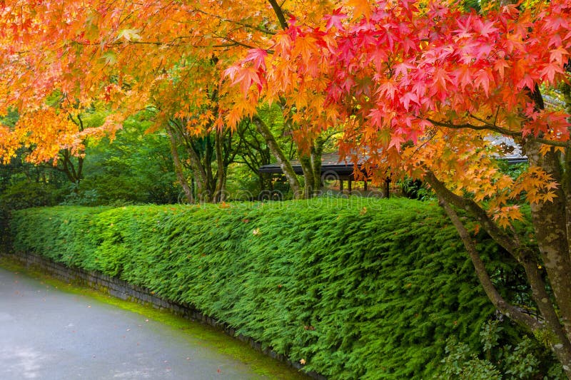 Strolling Path Lined with Japanese Maple Trees in Fall royalty free stock photography Strolling Path Lined with Japanese Maple Trees in Fall royalty free stock photography