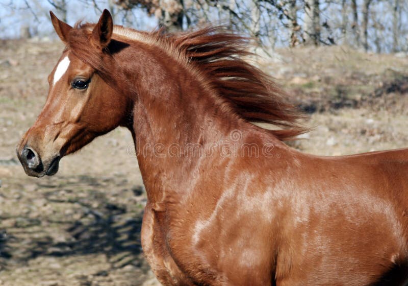 Stromende Manen stock afbeelding Stromende Manen stock afbeelding