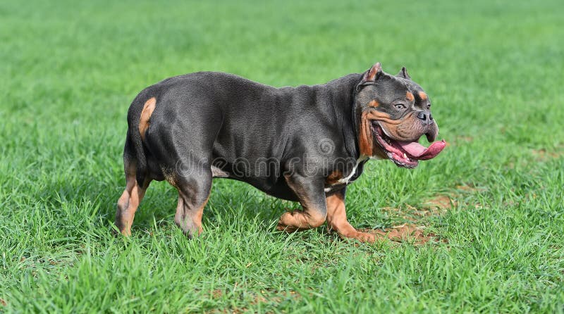 A Strong American Bully Dog Stock Photo - Image of fence, purebred:  179327458