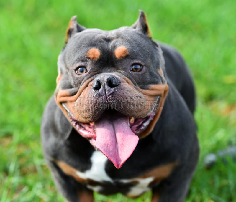 A Strong American Bully Dog Stock Photo - Image of fence, purebred:  179327458