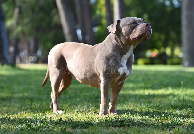 Strong American Bully Dog On Park Stock Photo 2303473261