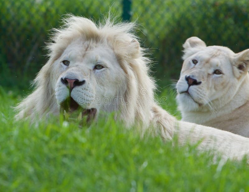 Strong Beautiful White Lions Couple Stock Photo Image of white, tawny