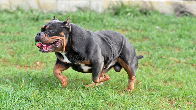 A Strong American Bully Dog Stock Photo - Image of fence, purebred:  179327458