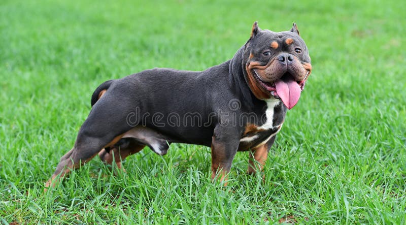 Strong American Bully Dog On Park Stock Photo 2303473261