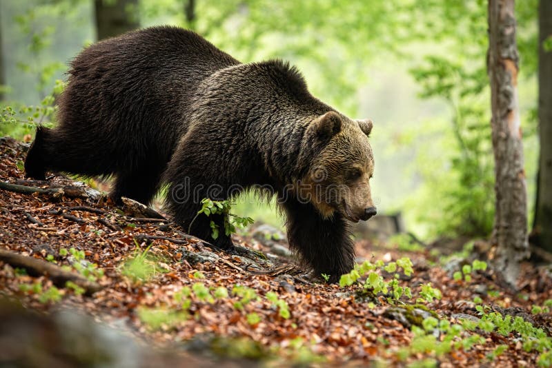 Silný medvěd hnědý procházky v lese v letní přírodě, Slovensko, Evropa.