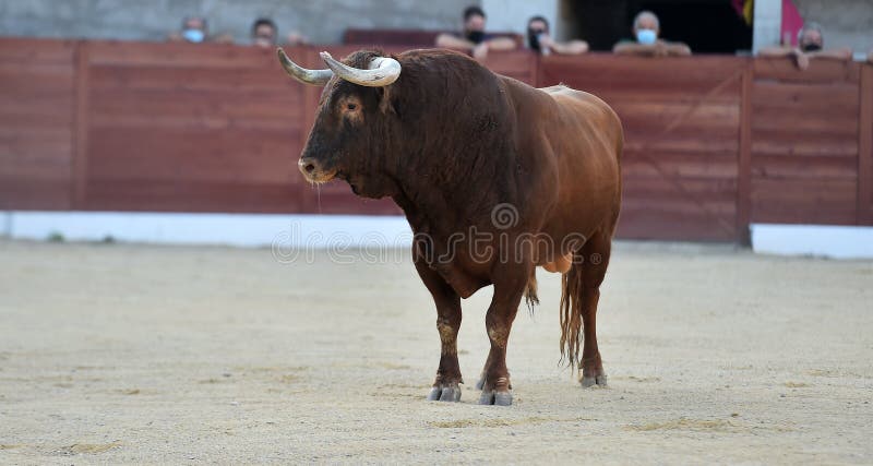 A strong bull with big horns stock photo