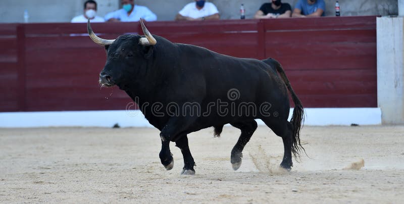 A strong bull with big horns stock images