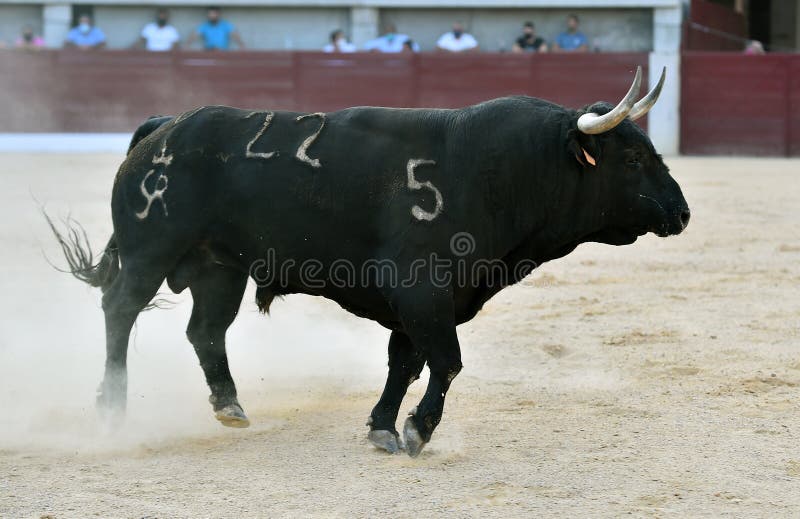 A strong bull with big horns royalty free stock photo