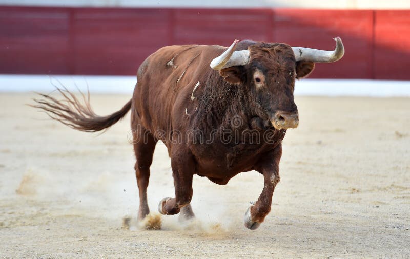 A strong bull with big horns stock photo
